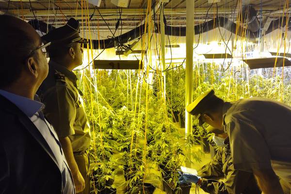 Alta tecnología en grandes galpones: el sofisticado sistema de cultivo de marihuana indoor que tenían dos chinos en Quinta de Tilcoco y Malloa