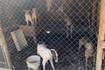 “Condiciones deplorables”:  Rescatan 14 perros desnutridos desde canil clandestino en Limache