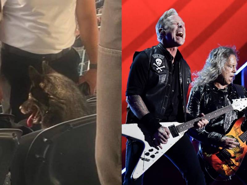 Burló la seguridad y se sentó en una butaca: Perro se escapó de su casa y fue encontrado en concierto de Metallica