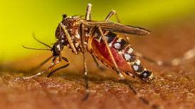 “Múltiples focos” detectados: Decretan Alerta Amarilla ante presencia del mosquito del dengue en Los Andes