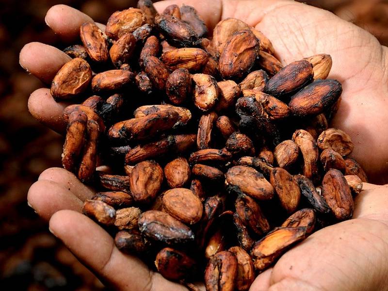 Mujeres emprendedoras crean el primer bioplástico con cáscara de cacao