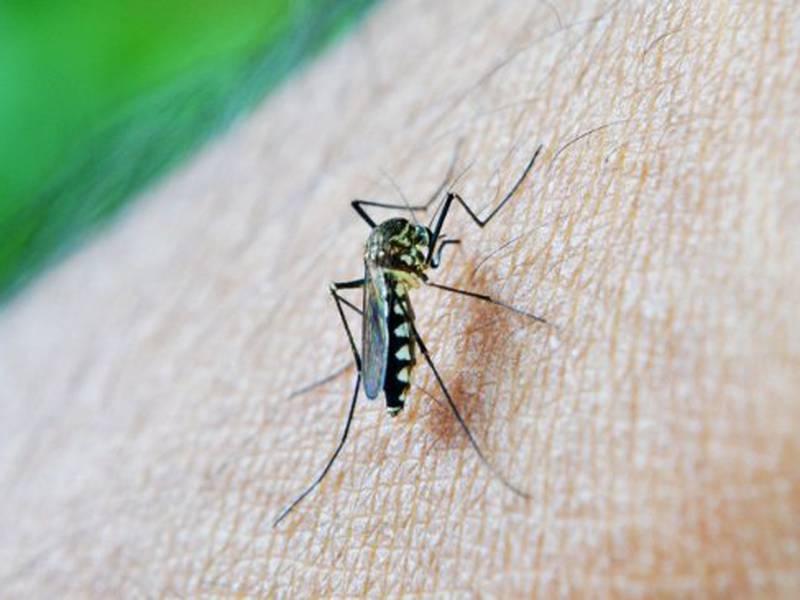 Detectan foco de dengue en terminal de buses de Los Andes: 179 casos van en este año