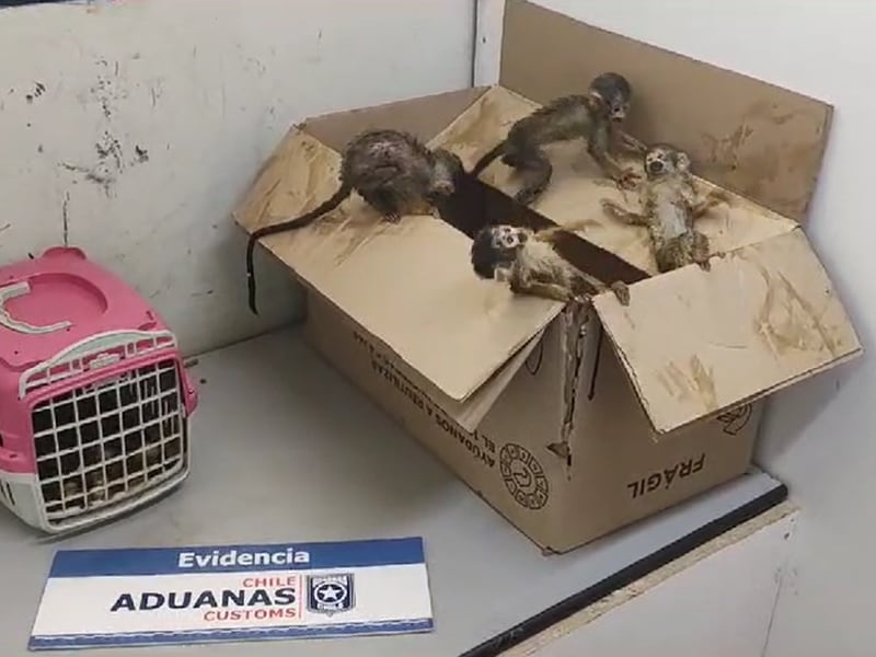 Todo por 200 mil pesos: Persona intentó ingresar a Chile con cinco monos bebés y uno de ellos murió en la mochila