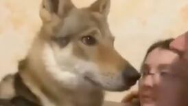 Se viralizó la reacción de este perro al ver a sus dueños besarse