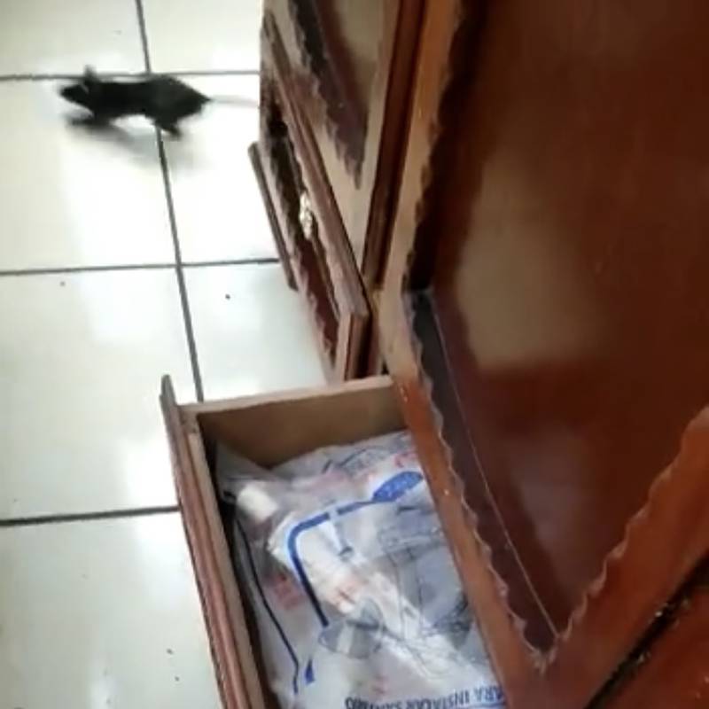 Video muestra el recorrido de una rata desde el balcón de un edificio.