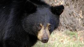 Conozca a ‘Pablo EscoBear’: el oso negro que murió por una sobredosis de cocaína