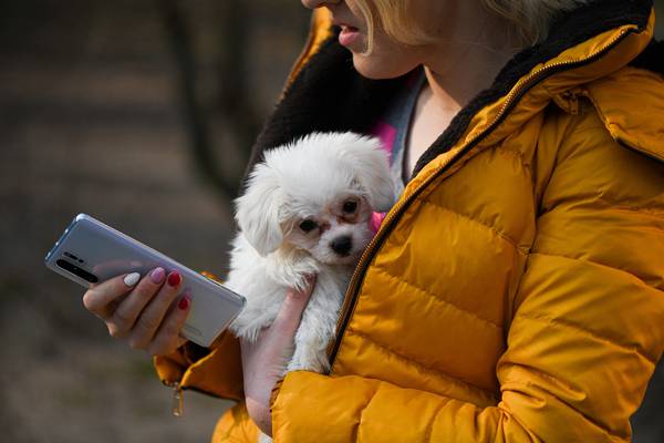 Apps para mascotas filtran información sobre sus dueños