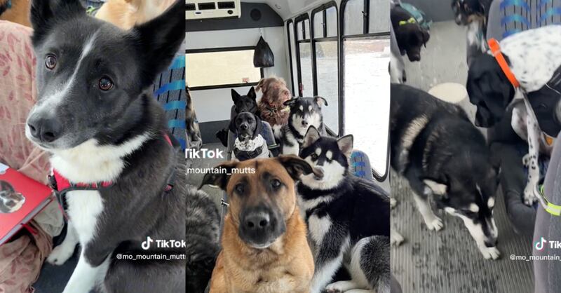 Bus de perritos en Alaska | Fuente: Instagram