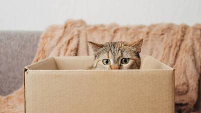 ¿Por qué a los gatos les gustan tanto las cajas de cartón?