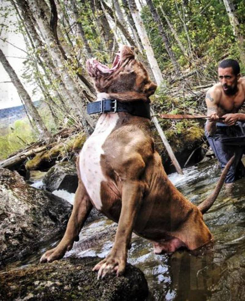 Inolvidable Engañoso Oclusión Fotos: Conozcan a Ace, al perro más fuerte del mundo – Publimetro Chile