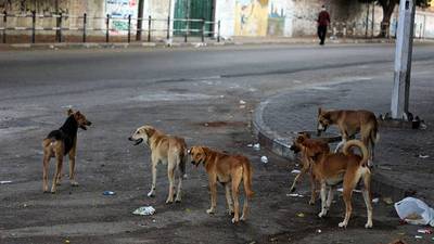 Serían cerca de 4.500: Municipalidad de San Pedro de Atacama pide eutanasia para perros callejeros
