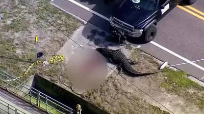 Impresionante: enorme caimán llevaba en su boca un cuerpo humano mientras se paseaba por un vecindario 