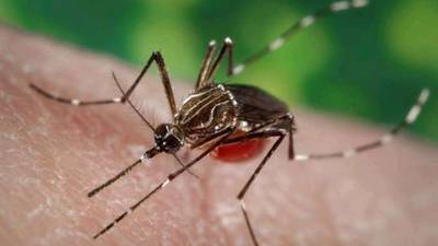 Alerta Sanitaria: Minsal informó la presencia del mosquito del dengue en siete regiones del país