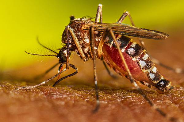 Dengue en Chile: cuáles son los síntomas a los que hay que poner atención si te pica un mosquito sospechoso