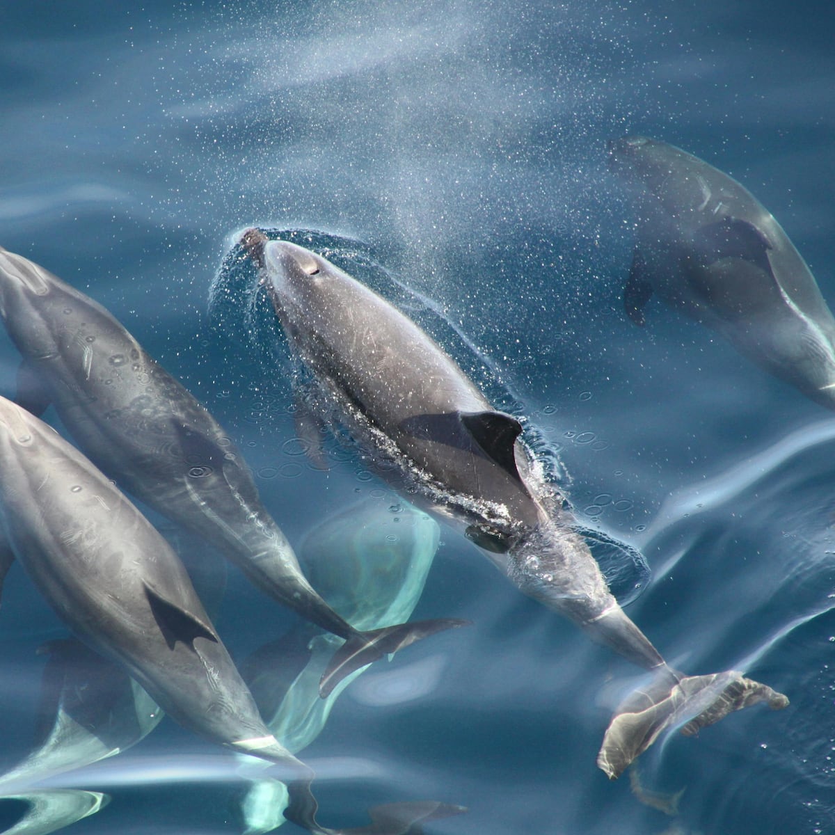 Delfines kamikaze: mito resurge en tensión EEUU e Irán Delfines kamikaze: mito resurge en tensión EEUU e Irán