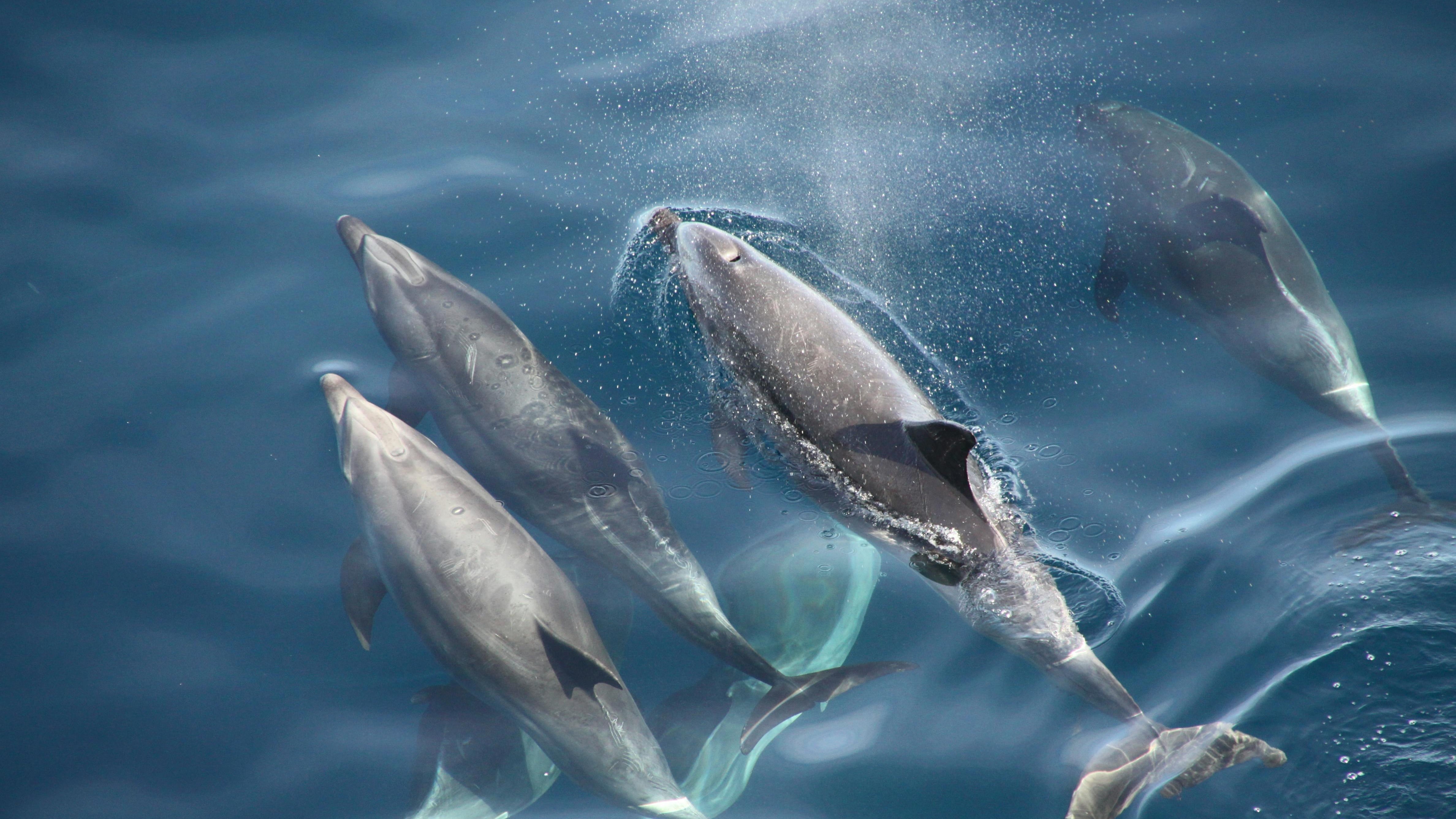 Delfines
