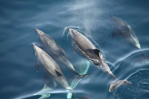 Delfines “kamikaze” en la guerra: el mito que resurge en la tensión entre Estados Unidos e Irán