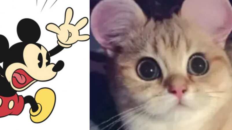 Cercenan orejas de mascotas