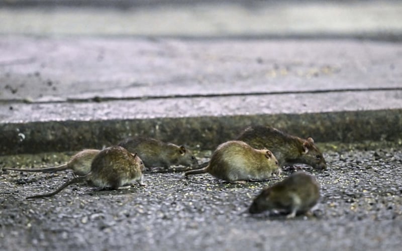 ¿Qué significa soñar con ratas?