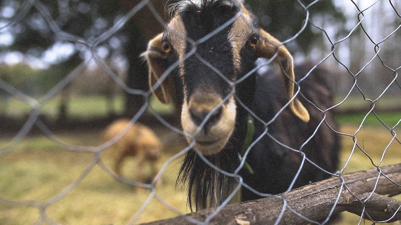 Cabras de Hotel Saltos del Laja, Foto: Benjamín Valdivia