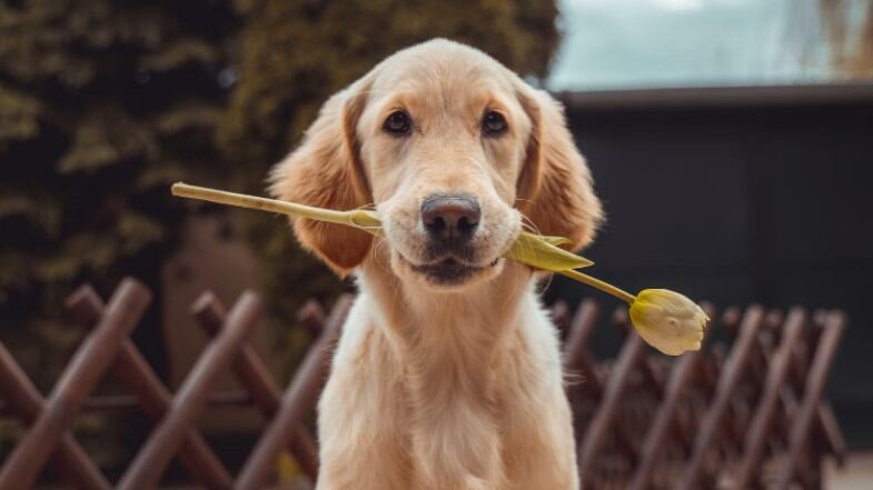 Los perritos son de las mascotas más adorables