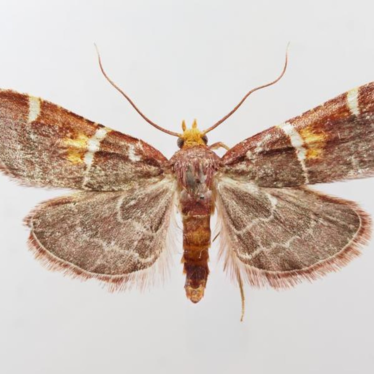 Polilla en Grecia rinde homenaje al papa León XIV Polilla en Grecia rinde homenaje al papa León XIV