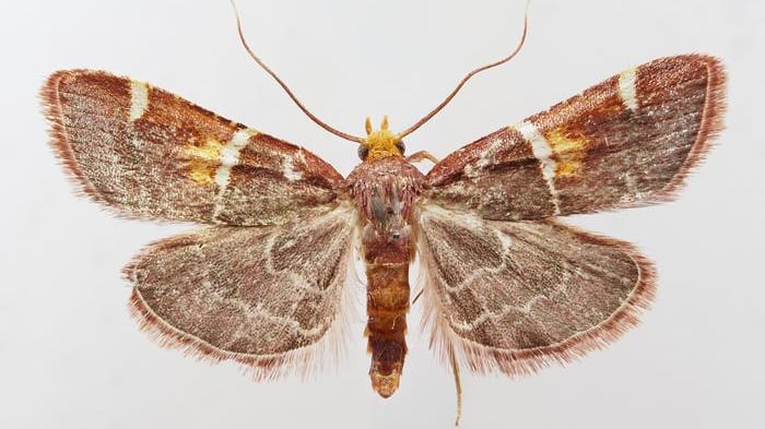 Un equipo internacional de investigadores descubrió una nueva especie de polilla en Grecia que no solo destaca por su apariencia, sino también por su peculiar nombre inspirado en el papa León XIV. Foto: Peter Huemer.