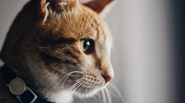 Los memes y tests de gatitos son muy frecuentes