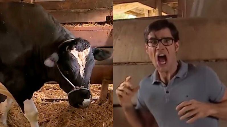 ignacio garmendia el toro amanda