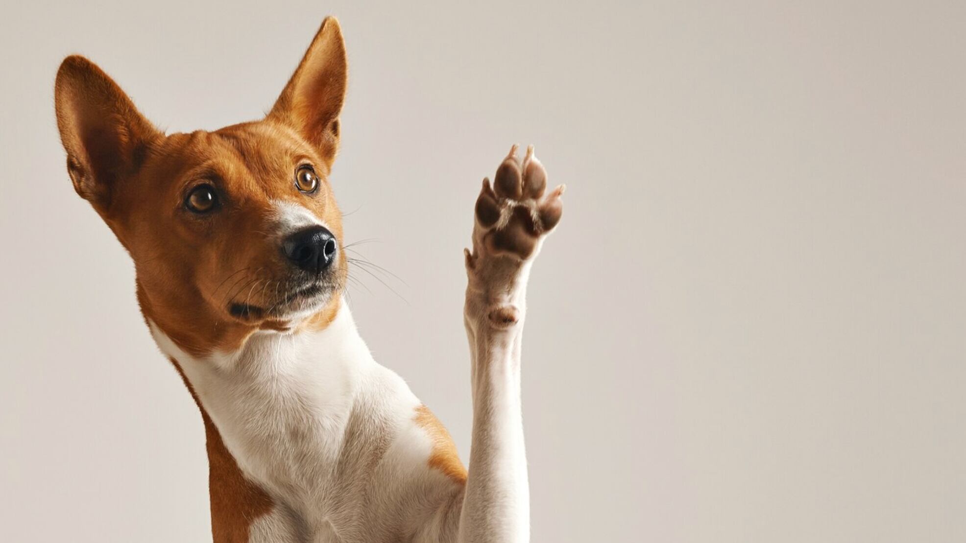 Quisieron mantener muy vivo el recuerdo de su mascota