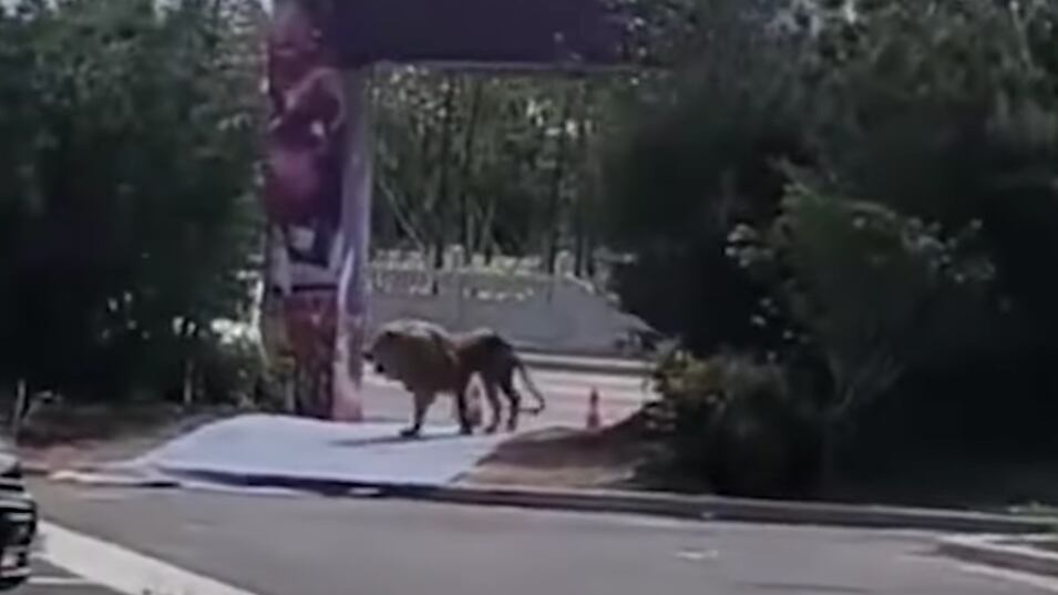 León se escapó del circo