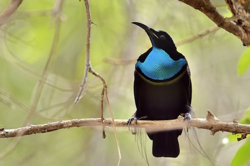 La moda adopta el negro absoluto creado en un laboratorio