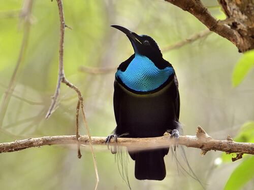La moda adopta el negro absoluto creado en un laboratorio