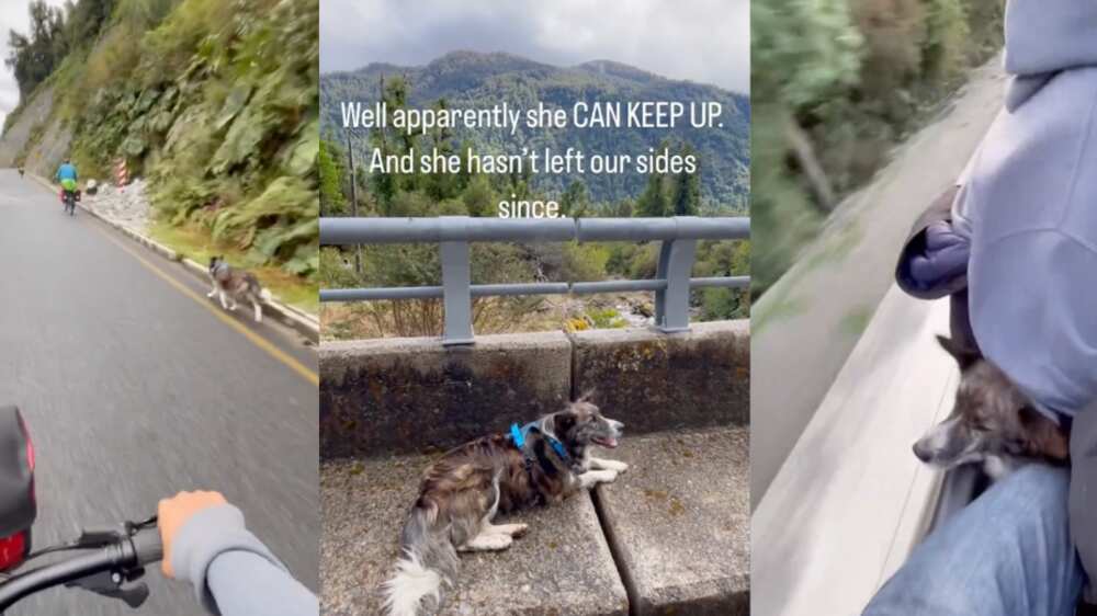 Mochilera adoptó a perrita en Chile | Fuente: TikTok