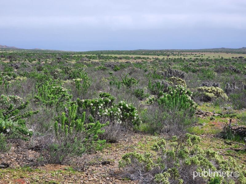 Primeros brotes comienzan a dar la bienvenida al Desierto Florido 2022