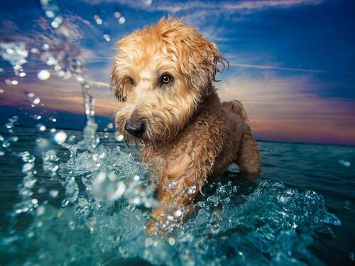 Conoce las diez fotografías de perros más lindas del mundo