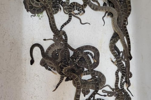Descubren casi 100 serpientes cascabel debajo de la casa de una mujer