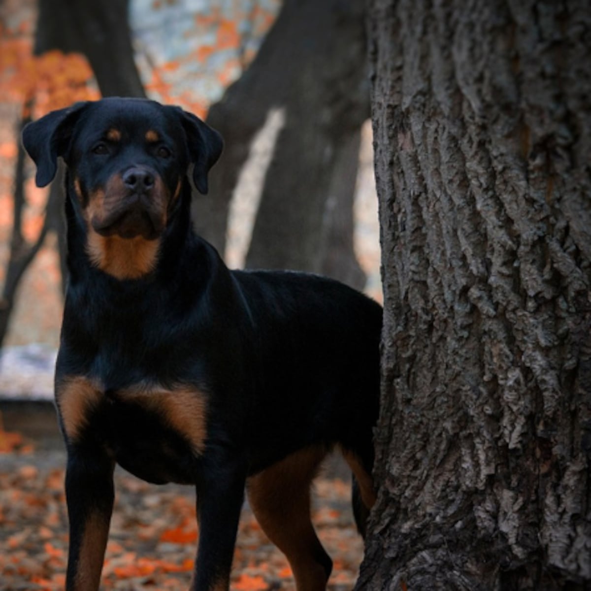 Motel de Quintero deberá pagar millonaria indemnización por ataque de perros Motel de Quintero deberá pagar millonaria indemnización por ataque de perros