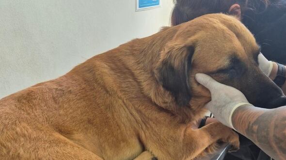 Perro lanzado desde colegio en Antofagasta