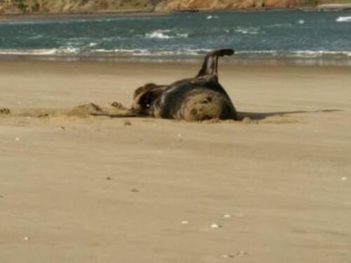 Investigadores encontraron una memoria USB en las heces congeladas de una foca: tenía fotos y videos de las vacaciones de un desconocido