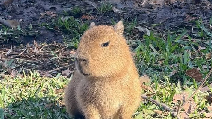 ‘Tupi’, el tierno capibara bebé del zoológico de Texas que inspira el nombre de una criptomoneda