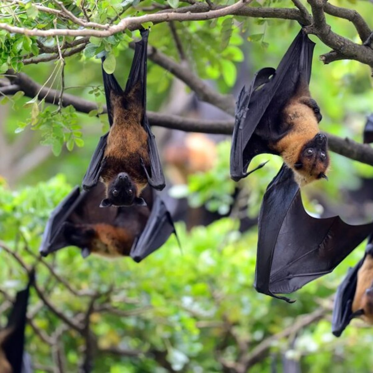 Descubren dos nuevos henipavirus en murciélagos de huertos frutales en China Descubren dos nuevos henipavirus en murciélagos de huertos frutales en China