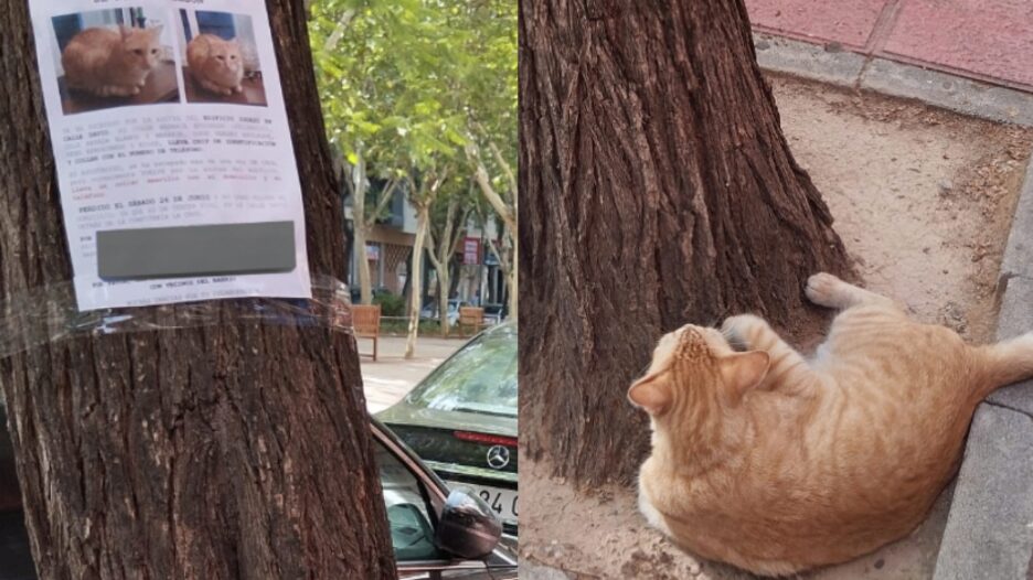 Gato ve su aviso de Se Busca