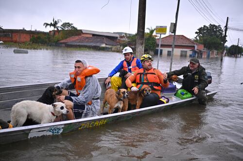 Héroes sin capa: Voluntarios se suman al rescate de perros, gatos y otros animales en las inundaciones de Brasil