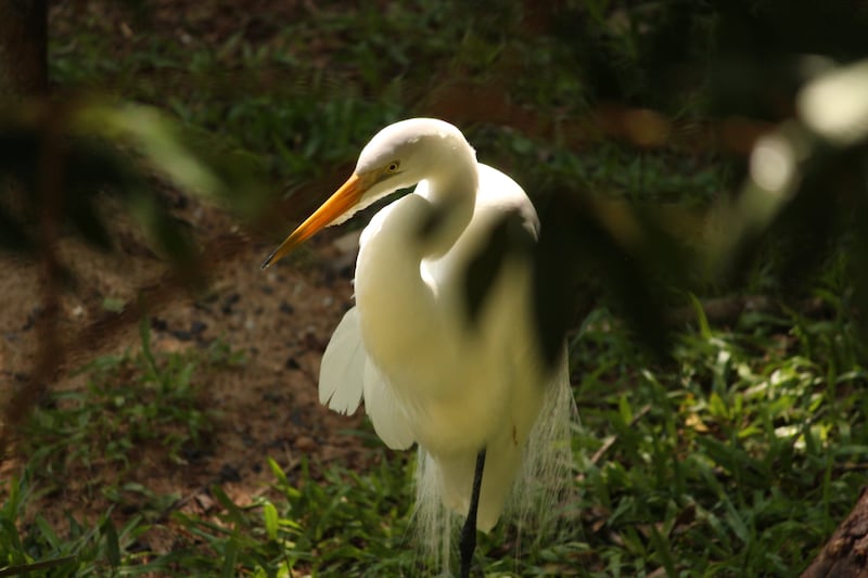 Garza Blanca Chica Fuente: @HagoVerde
