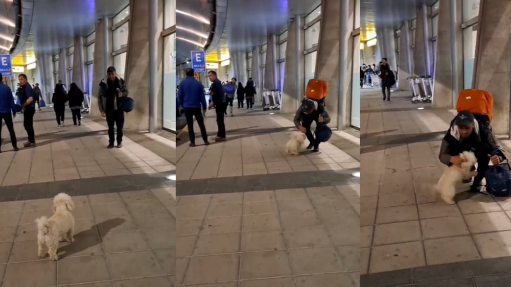 Perrita Conce | Fuente: Instagram