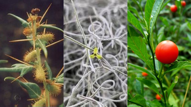 Identifican 16 nuevas especies de plantas tóxicas que amenazan la salud pública en Chile