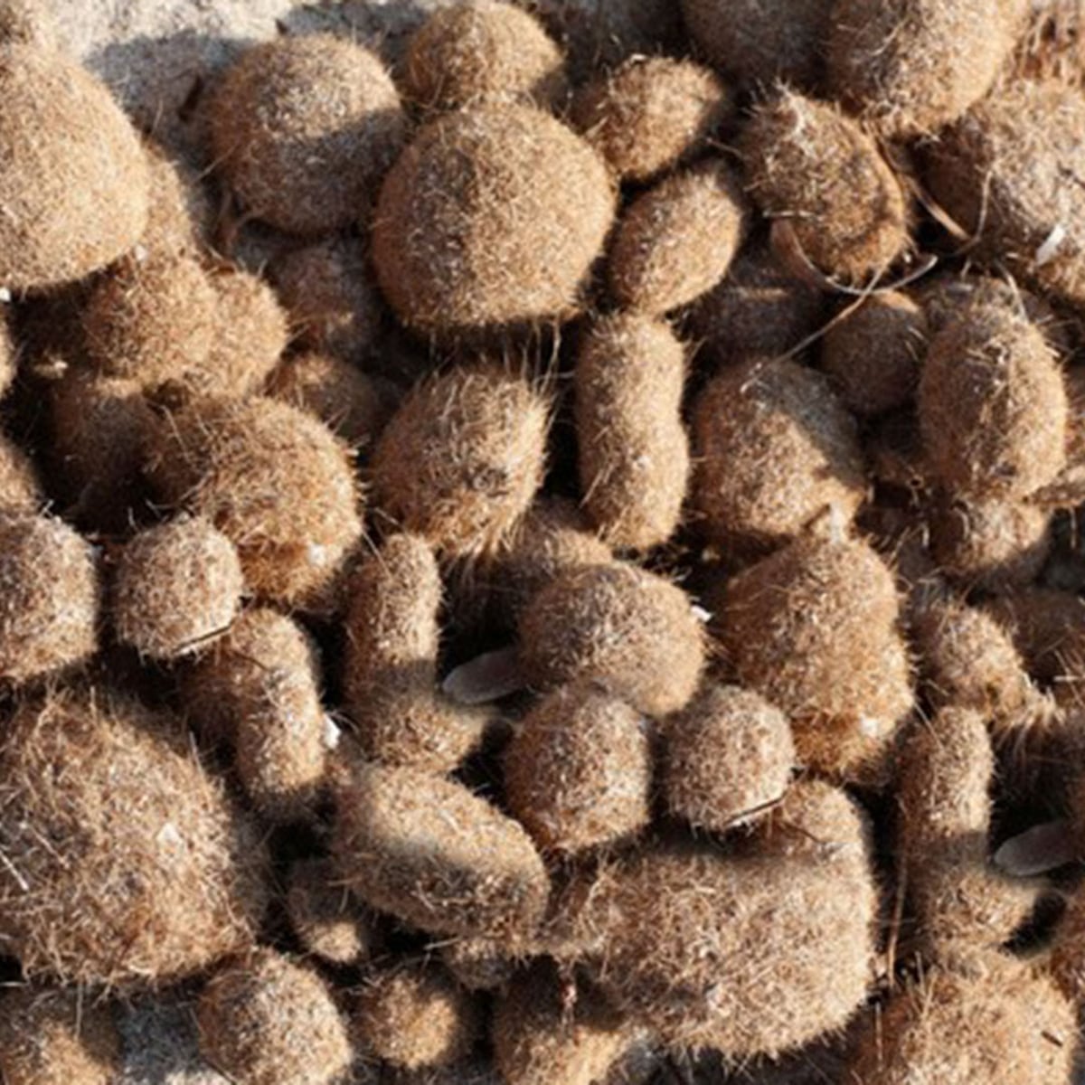 Pelotas de Neptuno: esferas que atrapan plástico en el Mediterráneo Pelotas de Neptuno: esferas que atrapan plástico en el Mediterráneo