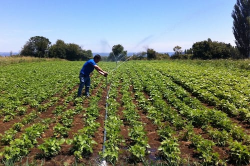 Sequía y falta de mano de obra: la tormenta perfecta que aqueja a la agricultura chilena