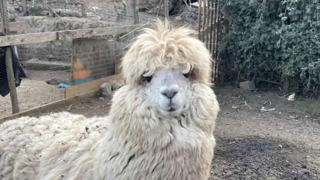 Tilín | Captura: BBCL